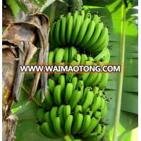 Exporter A grade cavendish banana for wholesale