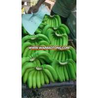 Banana G9 Cavendish