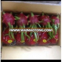 SUPPLY FRESH DRAGON FRUIT WITH PREMIUM QUALITY