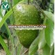 FRESH SOURSOP _FROM VIETNAM