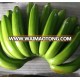 Fresh Cavendish Banana with competitive price