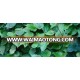 SUPPLY FRESH BETEL LEAVES FROM VIETNAM