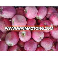 Year 2016 Bagged Red Star Apple From High Land