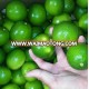 FRESH SEEDLESS LIME