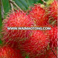 Vietnam Fresh Rambutan Fruit