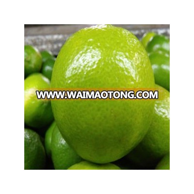 VIETNAM FRESH SEEDLESS LIME (high quality with good price at farm) (Tel: +84982133312)