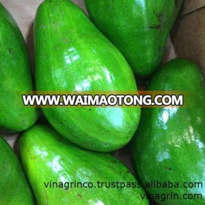 Fresh Avocados - Jason +84 979 004 967