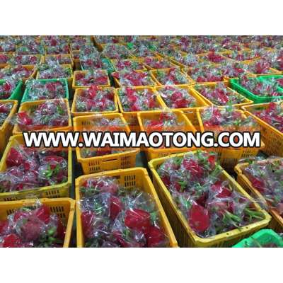 Vietnam white flesh dragon fruit