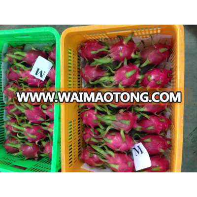 Vietnam white flesh dragon fruit