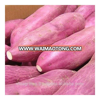 Vietnam Japanese Sweet Potato