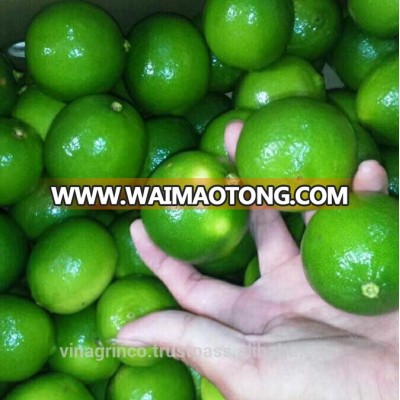 Vietnam Fresh Seedless Lime