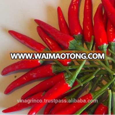 Vietnam Fresh Chili