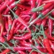 Vietnam Fresh Chili