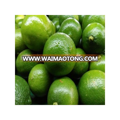 VIETNAM SEEDLESS LIME ( HP : +84982133312) WITH HIGH QUALITY