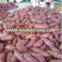 Vietnam Japanese Sweet Potato