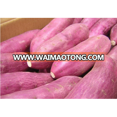 Fresh Japanese Sweet Yellow Potato from Vietnam