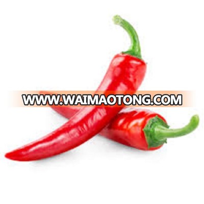 Fresh Chilli - Jason +84 979 004 967