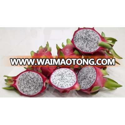 Vietnam Fresh Dragon Fruit (high quality with good price at farm) HP: +841201590950