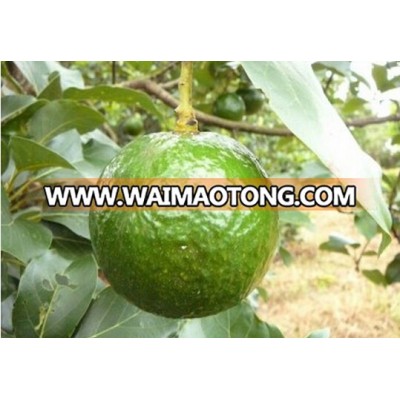 Vietnam Fresh Seedless Lime