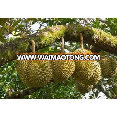 Fresh Durian