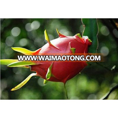 Vietnam white flesh dragon fruit