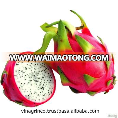 Vietnam Fresh Dragon Fruit (high quality with good price at farm) HP: +84982133312