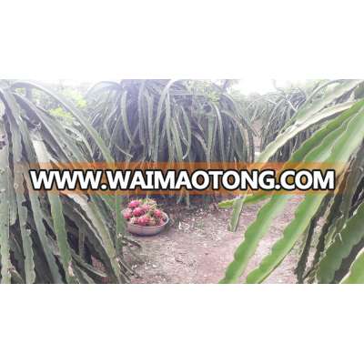 WHITE FLESH DRAGON FRUIT - BINH THUAN PROVICE