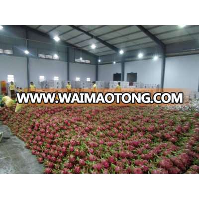 Vietnam Fresh Dragon Fruit (high quality with good price at farm) HP: +841201590950