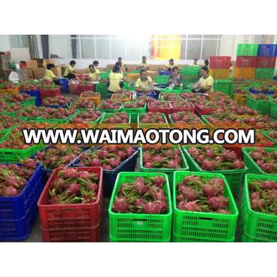 Vietnam Fresh Dragon Fruit (high quality with good price at farm) HP: +841201590950