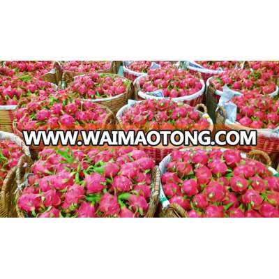 Vietnam Fresh Dragon Fruit (high quality with good price at farm) HP: +841201590950