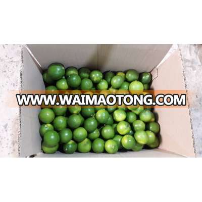 HIGH QUALITY SEEDLESS LIME- WHATSAPP: +841204590950