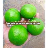 VIETNAM Fresh Seedless Lime +84963818434 whatsapp