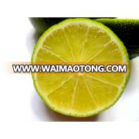 Fresh seedless Lime, Fresh green lemon